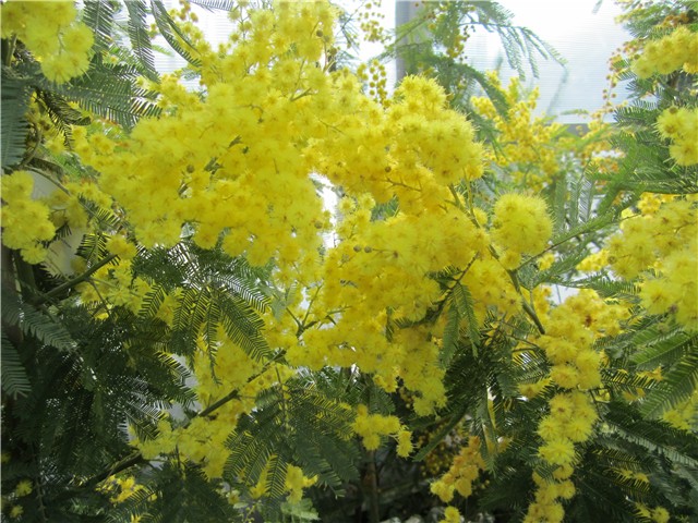 Mimoze